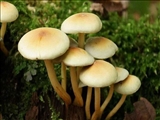 مسمومیت با قارچ نه نفر از اهالی روستای بیلر کندی را به بیمارستان کشاند.